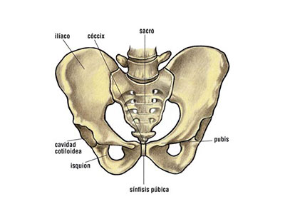 El sacro es la piedra angular del equilibro de la pelvis y la columna vertebral.