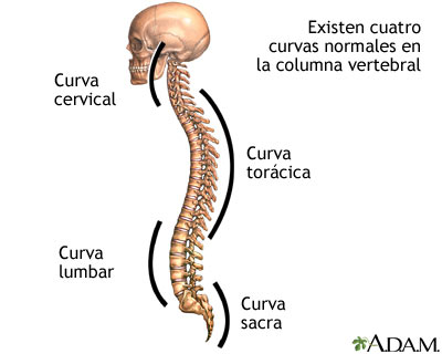 curvaturas de la columna vertebral