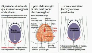 El suelo pélvico en imágenes.