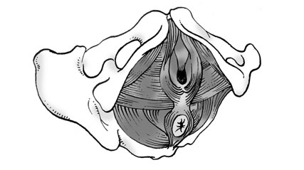 Ilustración del periné.
